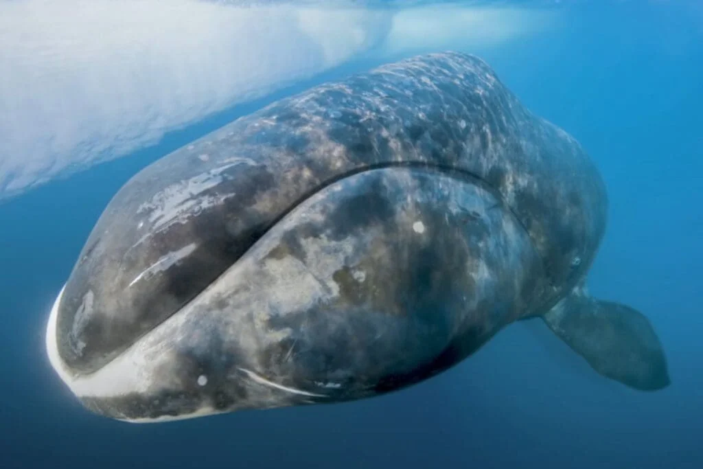 Bowhead Whale