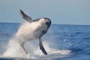 Whale watch