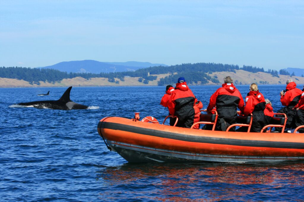 whale watching season norway