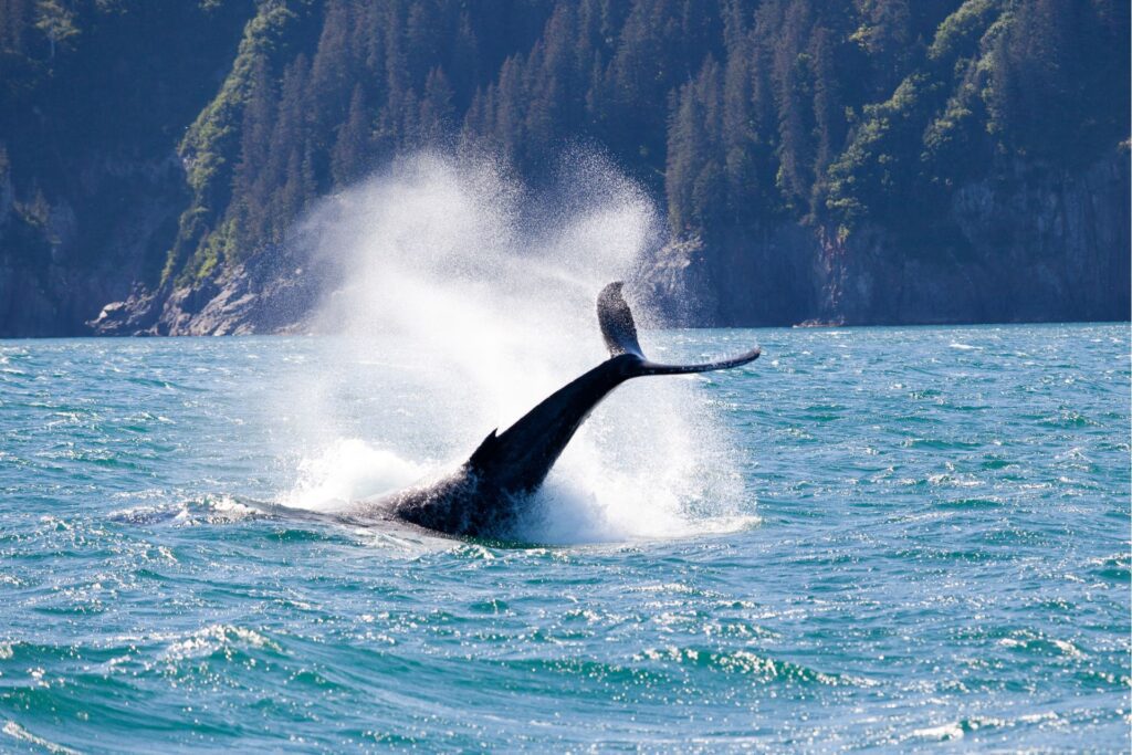 alaska whale watching