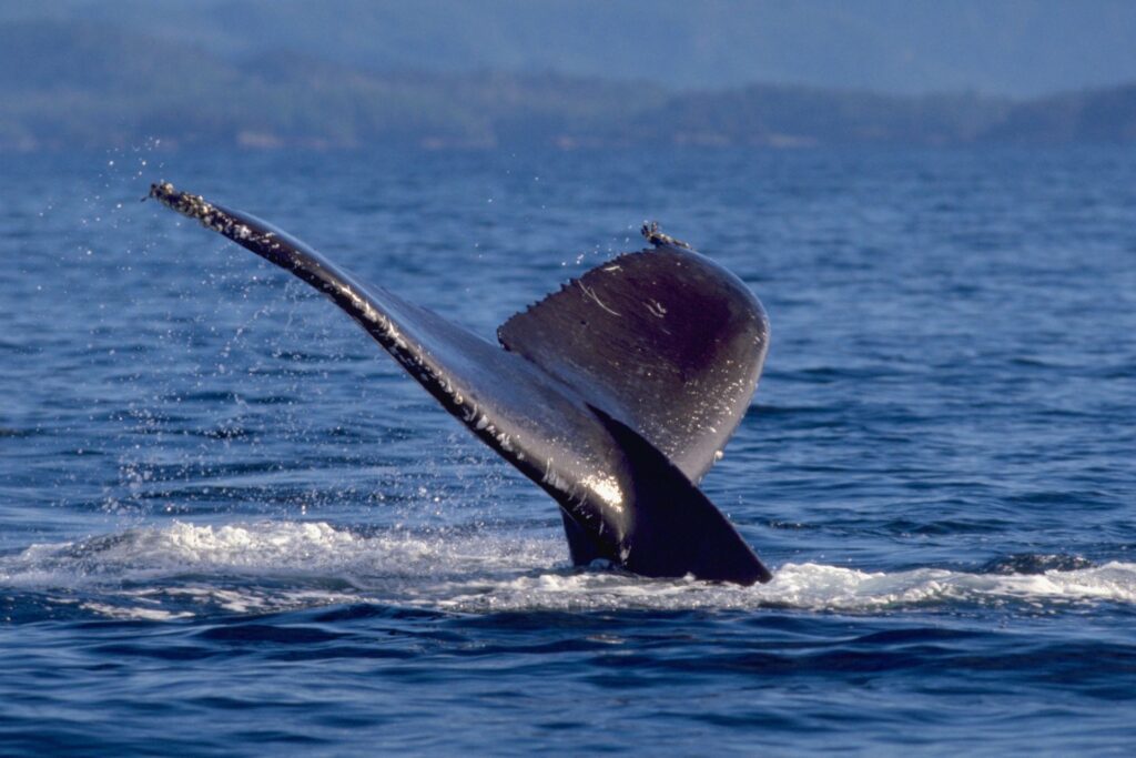 whale watching in norway