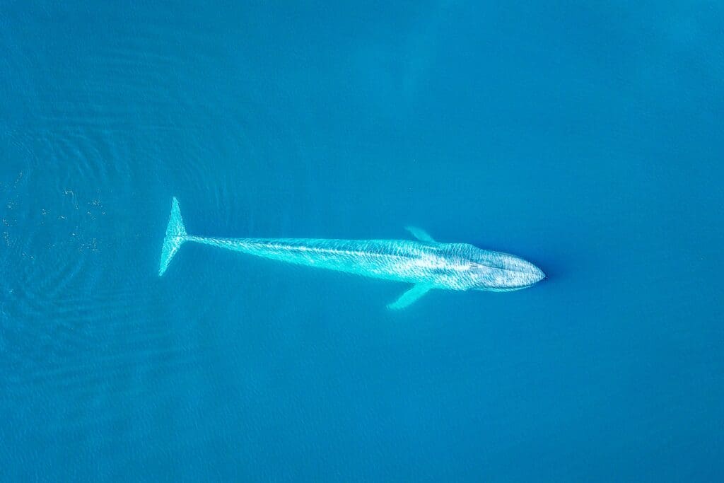 whale speices - blue whalt