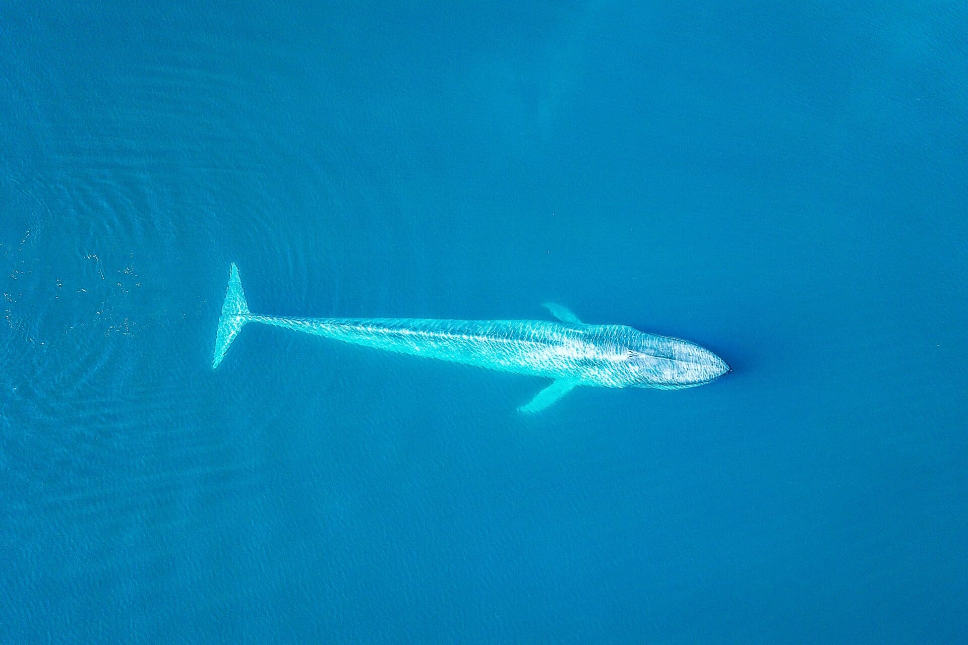 whale penis