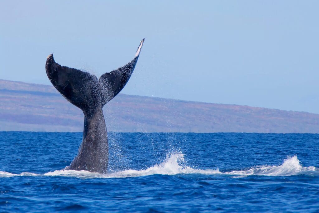 whale behavior