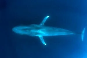 blue whale