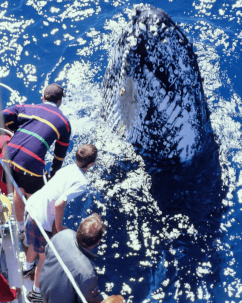 whale watching with kids