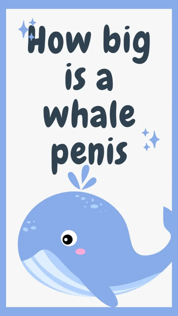 whale penis