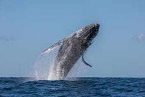 Humpback whale