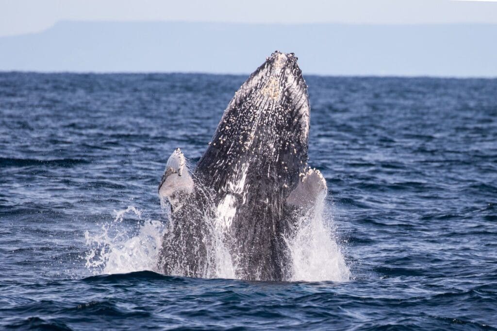 humpback whales