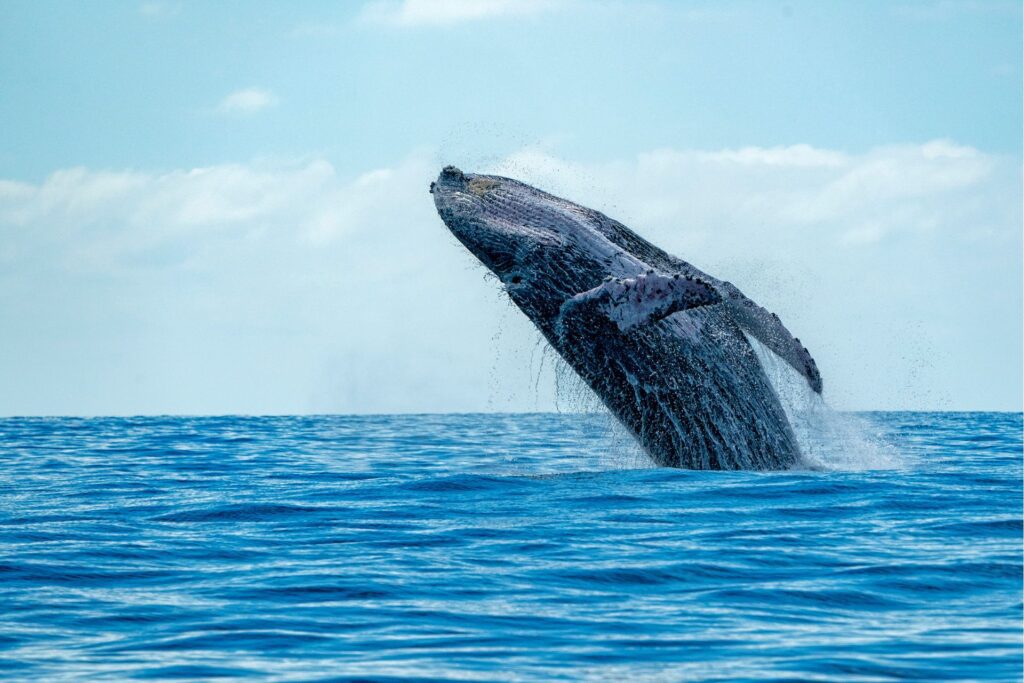 best whale watching maui
