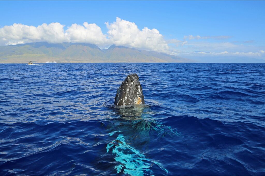 maui whale watching season
