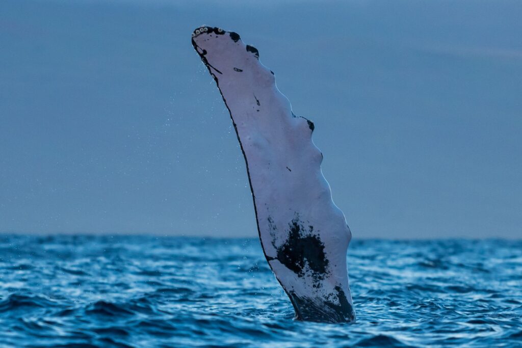 whale watching maui season
