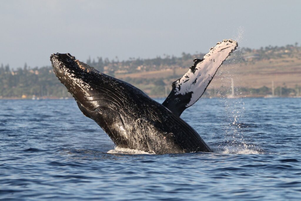 whale watching season maui
