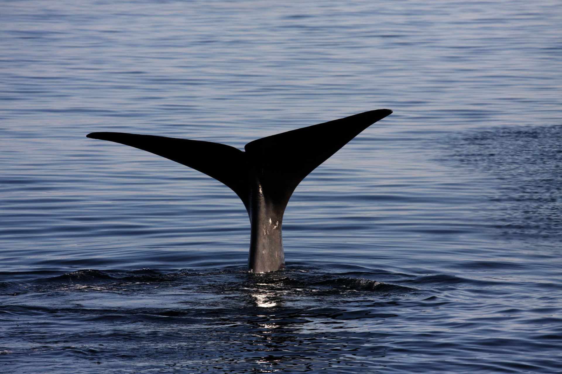 whale watching in Japan