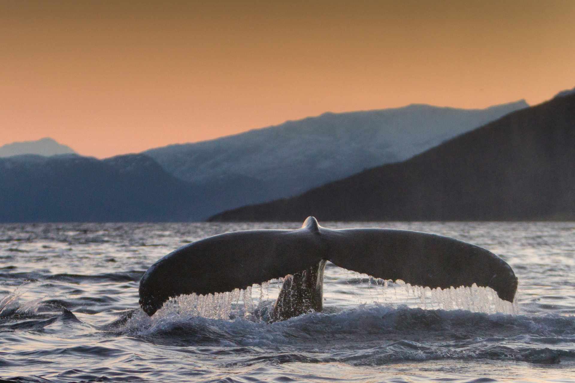 Japan whale watching