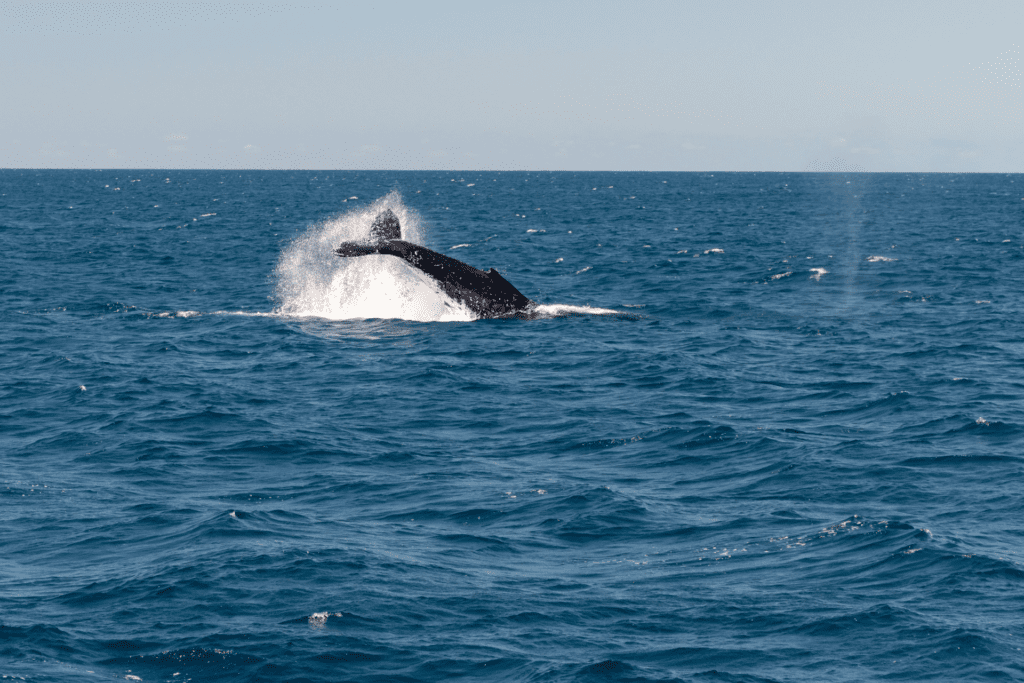 whale watching in Japan