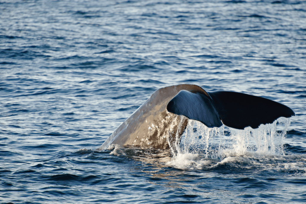 whale watching okinawa