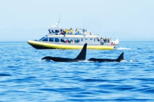 Answered: Where Are The Best Places For Whale Watching?