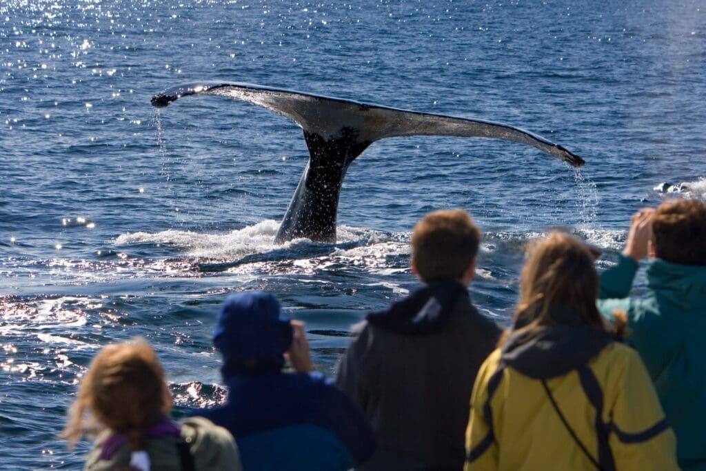 Whale Watching for Seniors