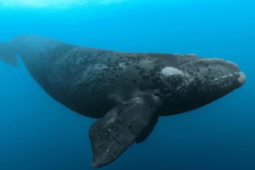 right whale