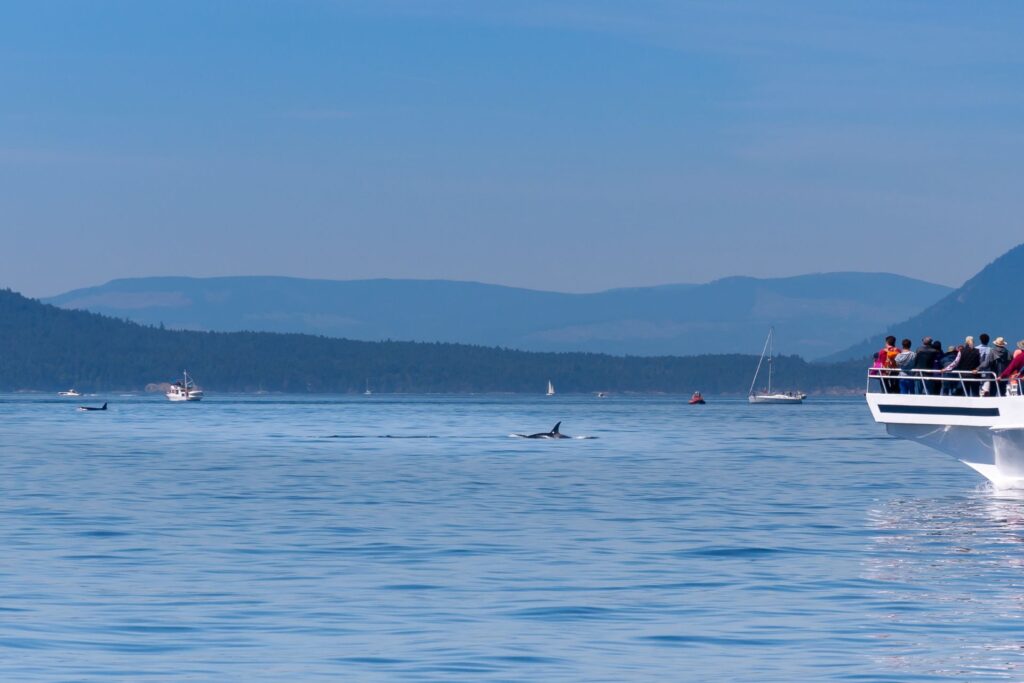 whale watching season seattle
