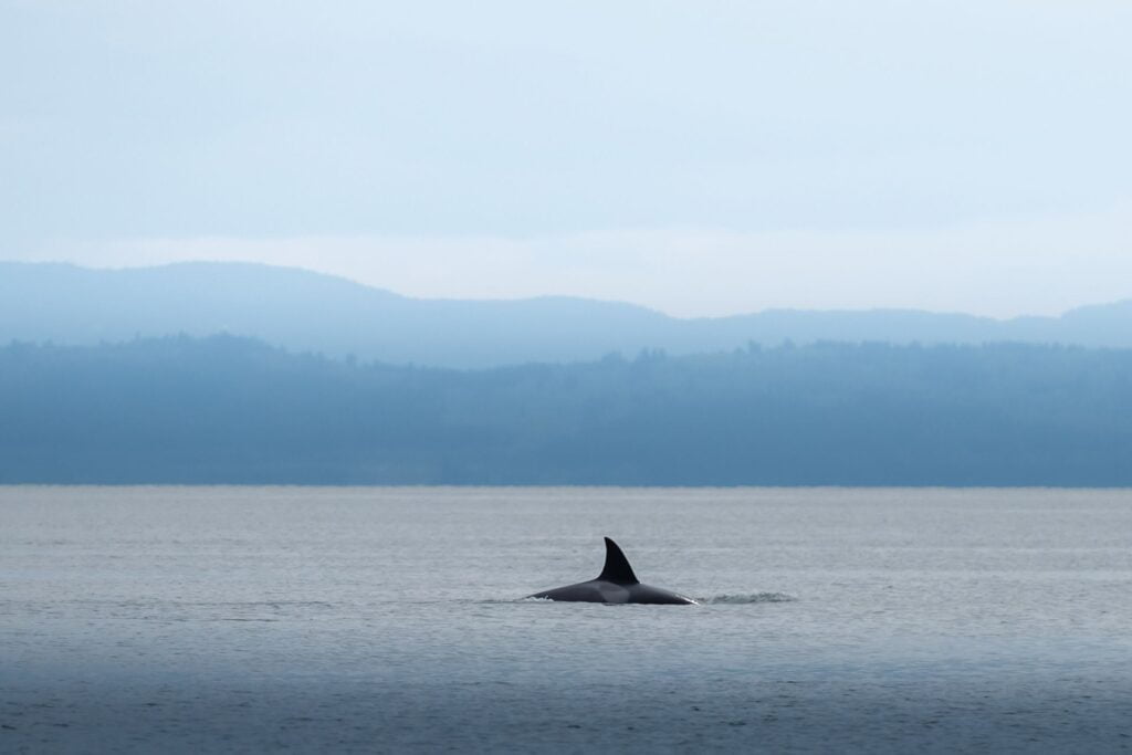 the whale wins seattle
