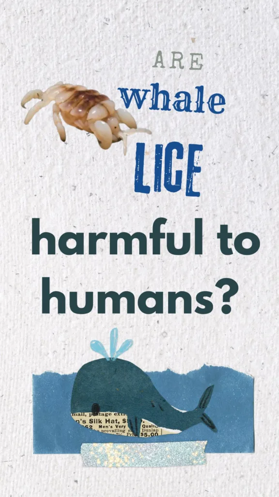 are whela lice harmful to humans?