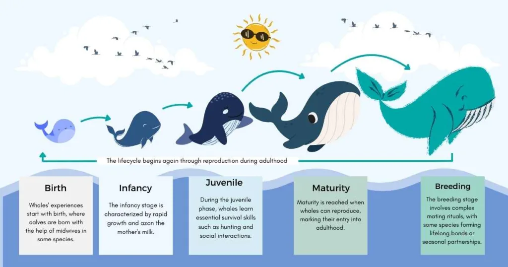 whale lifecycle diagram