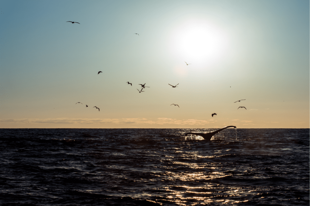 best places for whale watchung