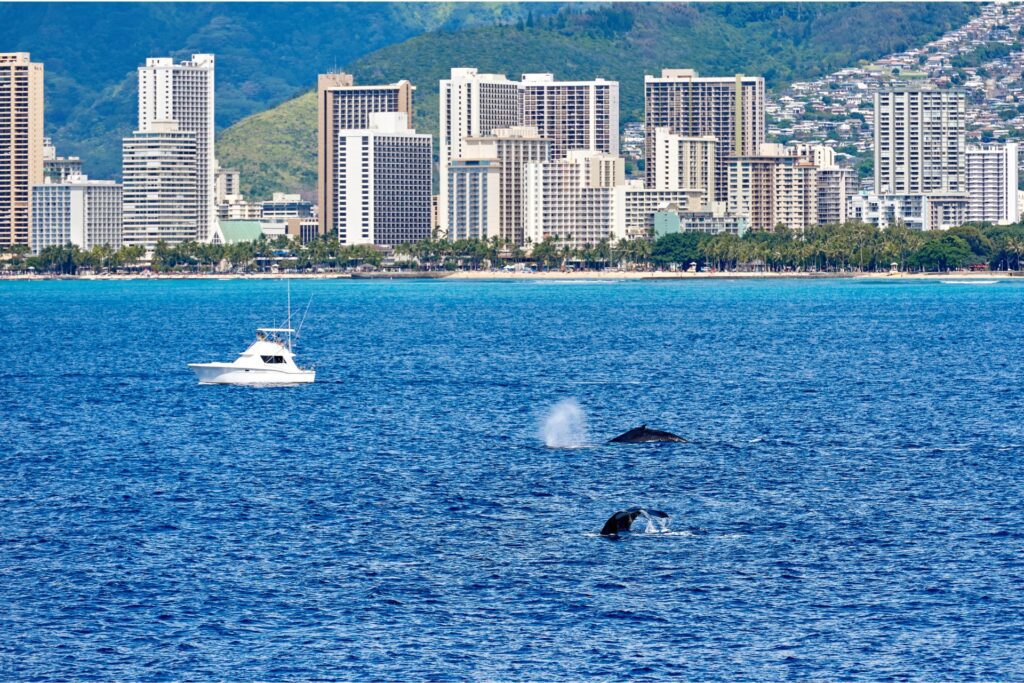 whale watching hawaii