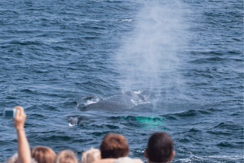 whale watching with kids