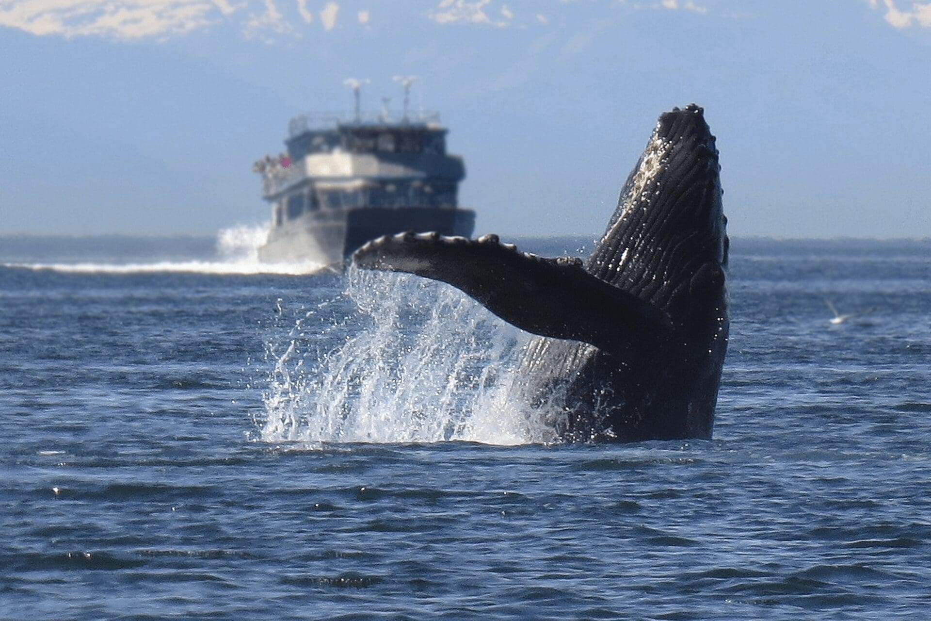 whale watching season