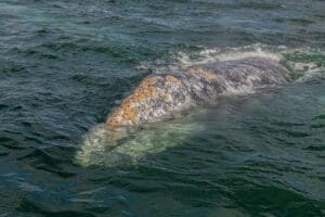 whale lice