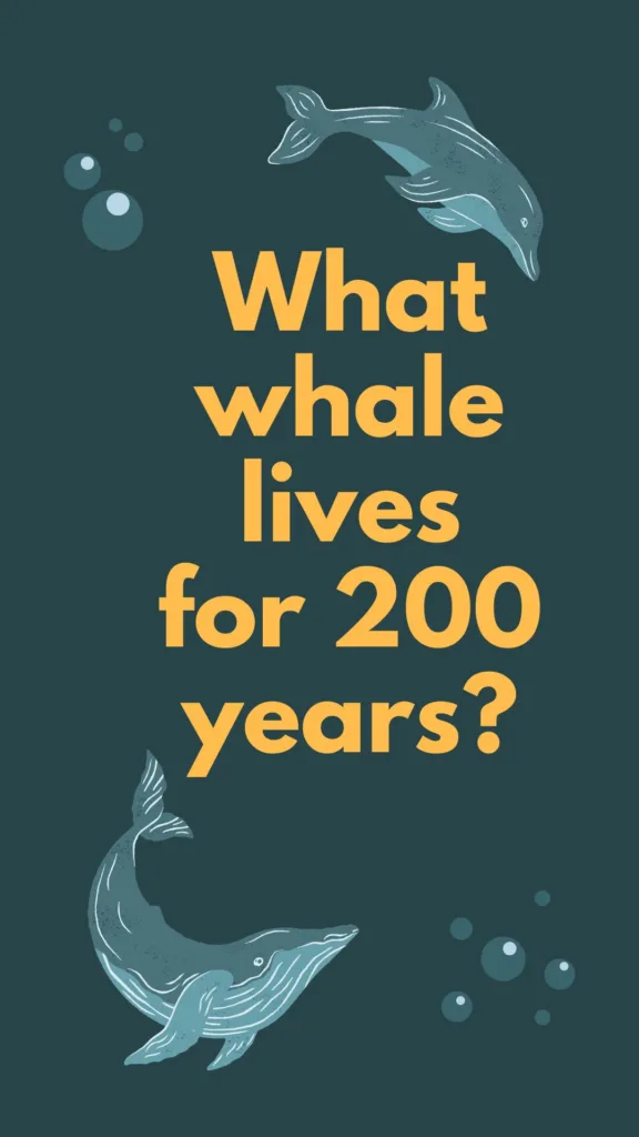 what whale lives for 200 years