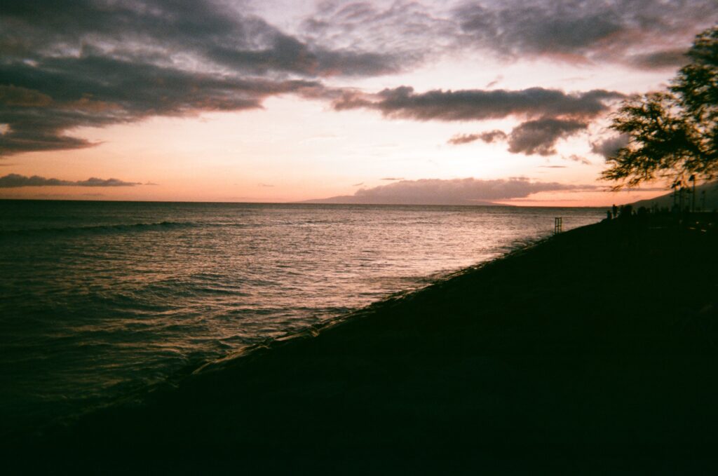 Maui Whale Watching