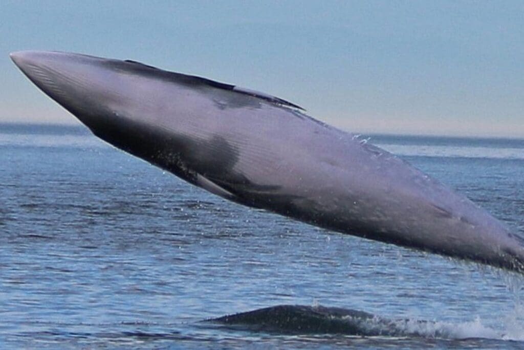 minki whale jumping