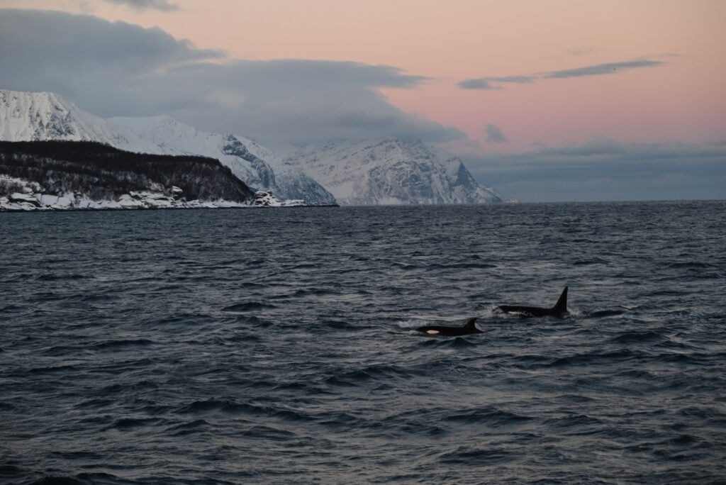 Swimming with Orcas in Norway: An Exclusive Adventure Price Guide