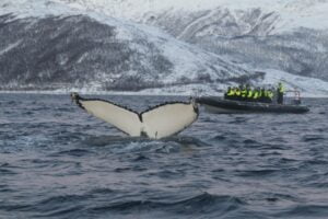 Swimming with Orcas in Norway: An Exclusive Adventure Guide