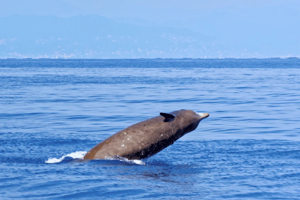 Beaked Whale