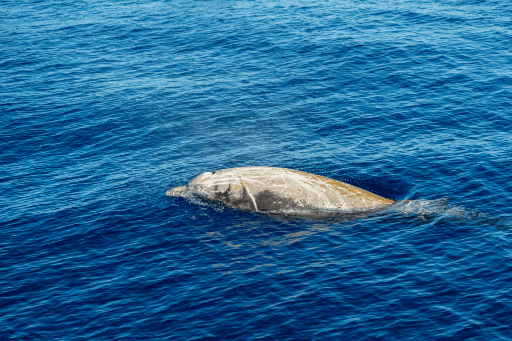 Beaked Whales