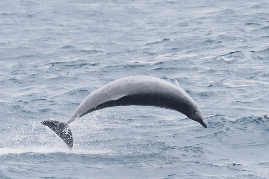 Andrews’ Beaked Whale