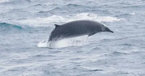 andrew's beaked Whale