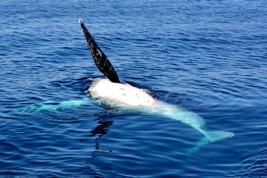 Whale Watching Australia