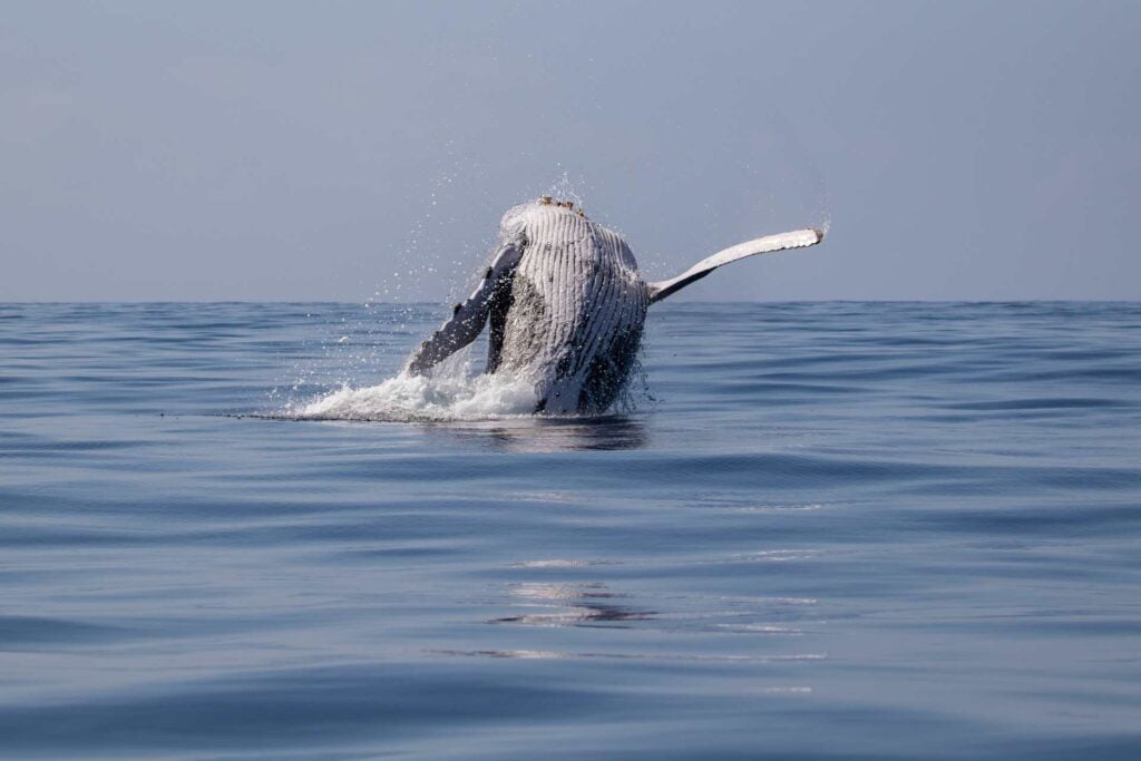 Australia Whale Watching