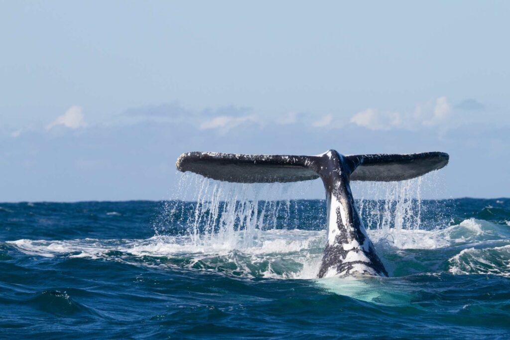 Australia whale watch