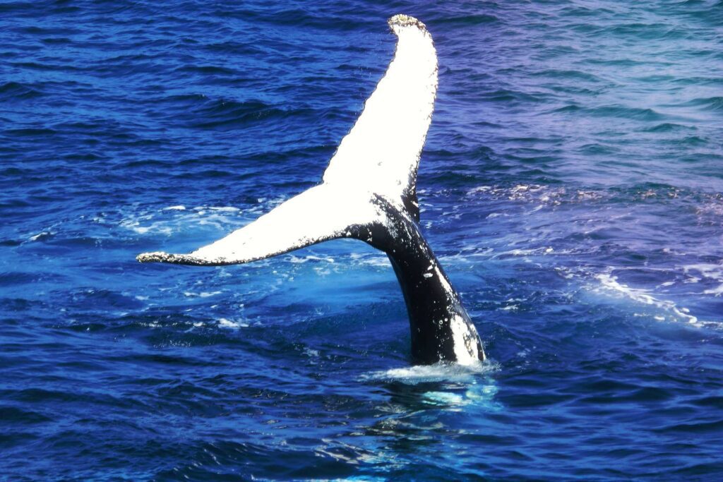 whale watch Australia