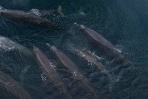 Baird's Beaked Whale