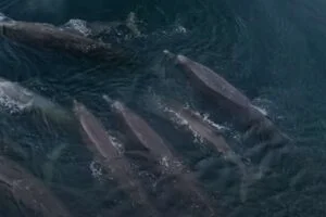 Baird's Beaked Whale