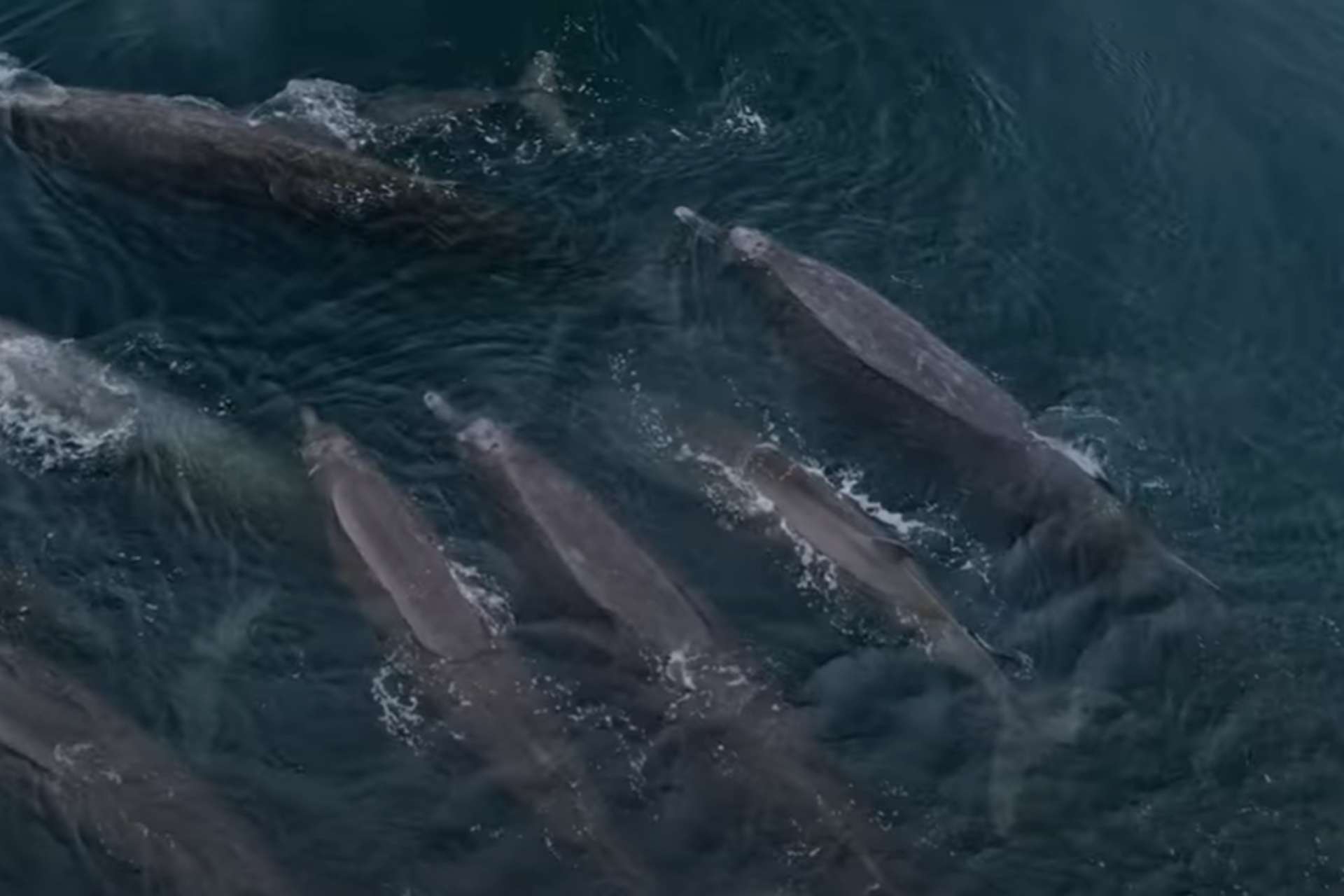 Baird's Beaked Whale