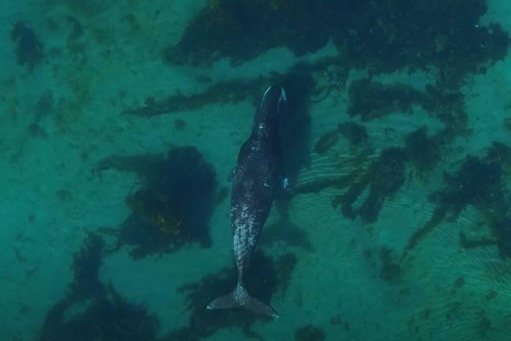 bowhead whales